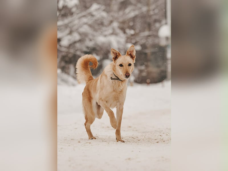 Neugierige Lissy sucht passendes Zuhause