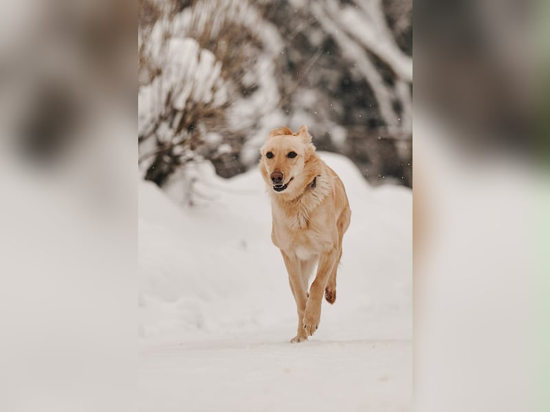 Neugierige Lissy sucht passendes Zuhause