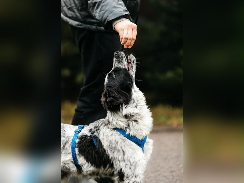 Verschmuster Janko sucht seine Familie