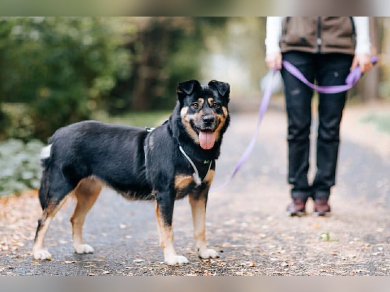 Ruhiges Zuhause für Prada gesucht