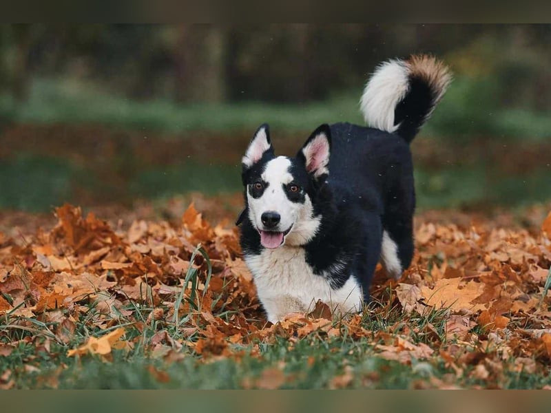 Lebensfroher Chico sucht sein Zuhause