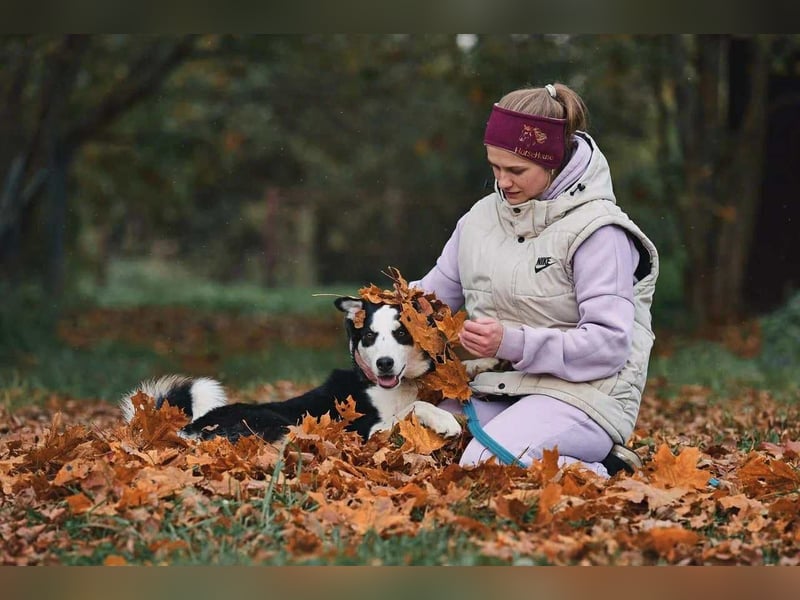 Lebensfroher Chico sucht sein Zuhause