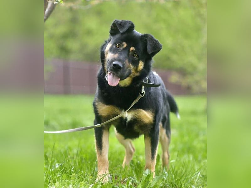 Ruhiges Zuhause für Prada gesucht