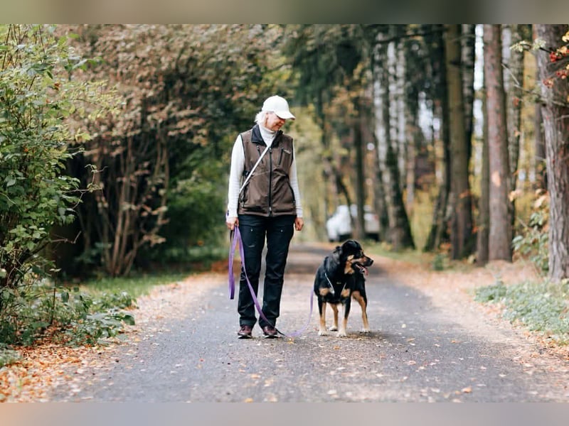 Ruhiges Zuhause für Prada gesucht