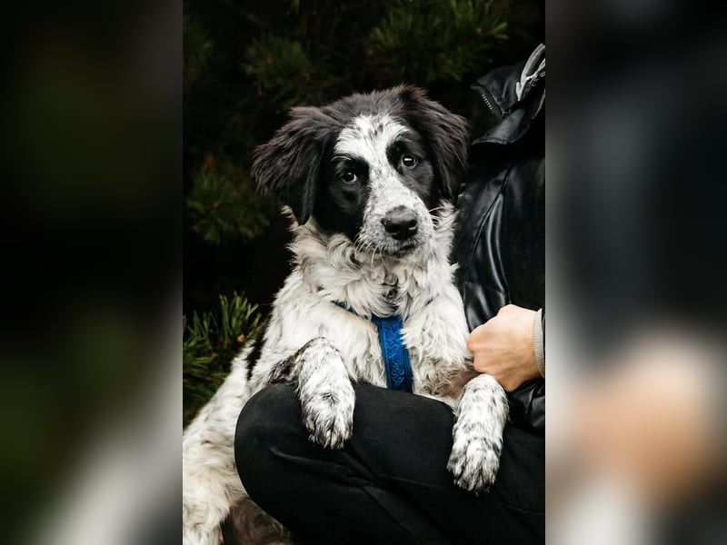 Verschmuster Janko sucht seine Familie