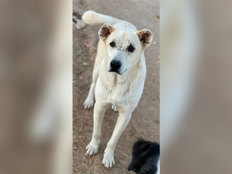 Pippo, geb. ca. 12/2020, lebt in GRIECHENLAND, auf einem Gelände, auf dem die Hunde notdürftig verso