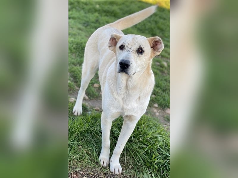 Pippo, geb. ca. 12/2020, lebt in GRIECHENLAND, auf einem Gelände, auf dem die Hunde notdürftig verso