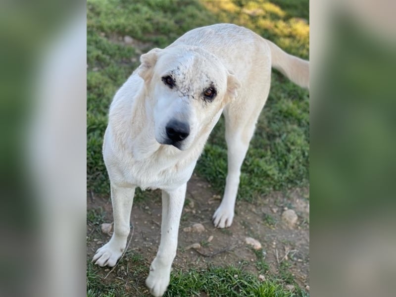 Pippo, geb. ca. 12/2020, lebt in GRIECHENLAND, auf einem Gelände, auf dem die Hunde notdürftig verso
