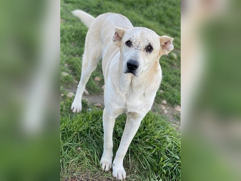 Pippo, geb. ca. 12/2020, lebt in GRIECHENLAND, auf einem Gelände, auf dem die Hunde notdürftig verso