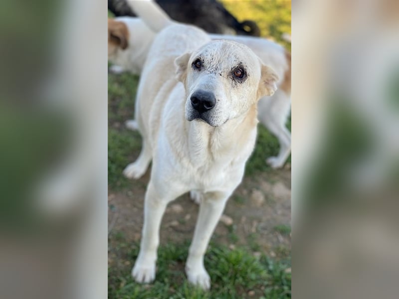 Pippo, geb. ca. 12/2020, lebt in GRIECHENLAND, auf einem Gelände, auf dem die Hunde notdürftig verso