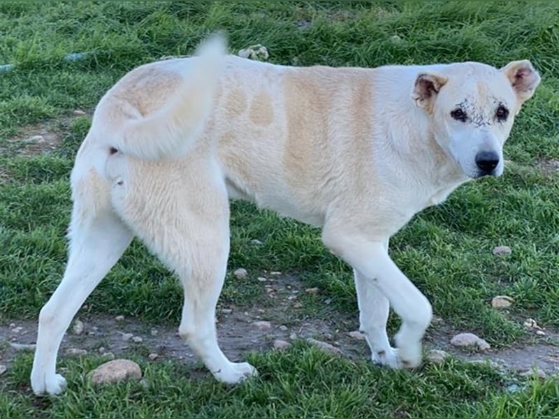 Pippo, geb. ca. 12/2020, lebt in GRIECHENLAND, auf einem Gelände, auf dem die Hunde notdürftig verso