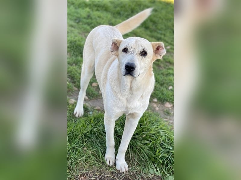 Pippo, geb. ca. 12/2020, lebt in GRIECHENLAND, auf einem Gelände, auf dem die Hunde notdürftig verso