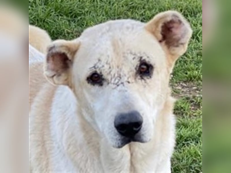 Pippo, geb. ca. 12/2020, lebt in GRIECHENLAND, auf einem Gelände, auf dem die Hunde notdürftig verso