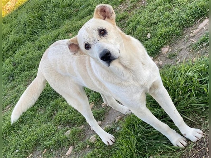 Pippo, geb. ca. 12/2020, lebt in GRIECHENLAND, auf einem Gelände, auf dem die Hunde notdürftig verso