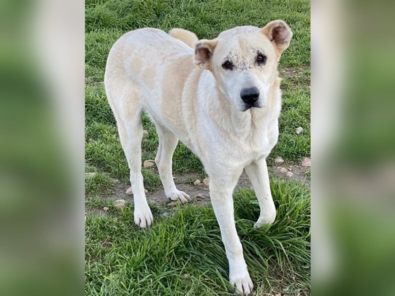 Pippo, geb. ca. 12/2020, lebt in GRIECHENLAND, auf einem Gelände, auf dem die Hunde notdürftig verso