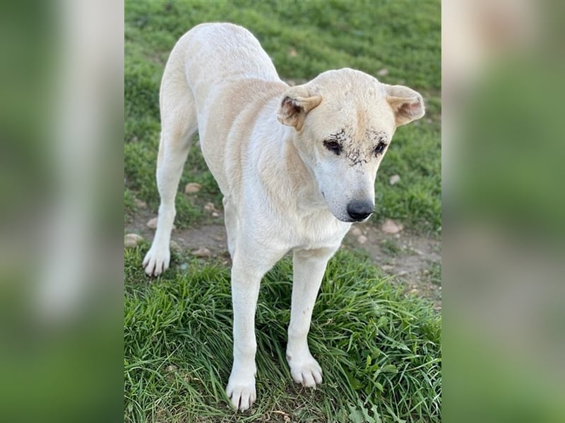 Pippo, geb. ca. 12/2020, lebt in GRIECHENLAND, auf einem Gelände, auf dem die Hunde notdürftig verso