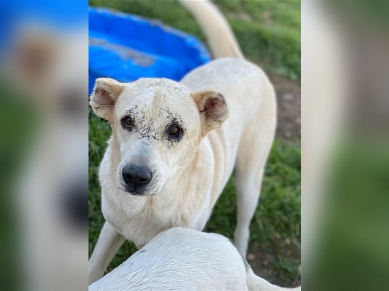 Pippo, geb. ca. 12/2020, lebt in GRIECHENLAND, auf einem Gelände, auf dem die Hunde notdürftig verso