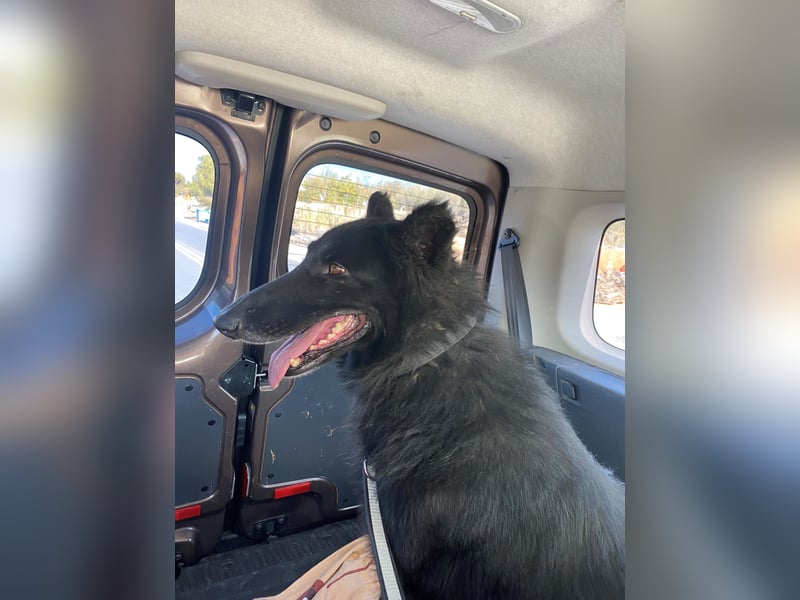 BERND sucht ein Zuhause