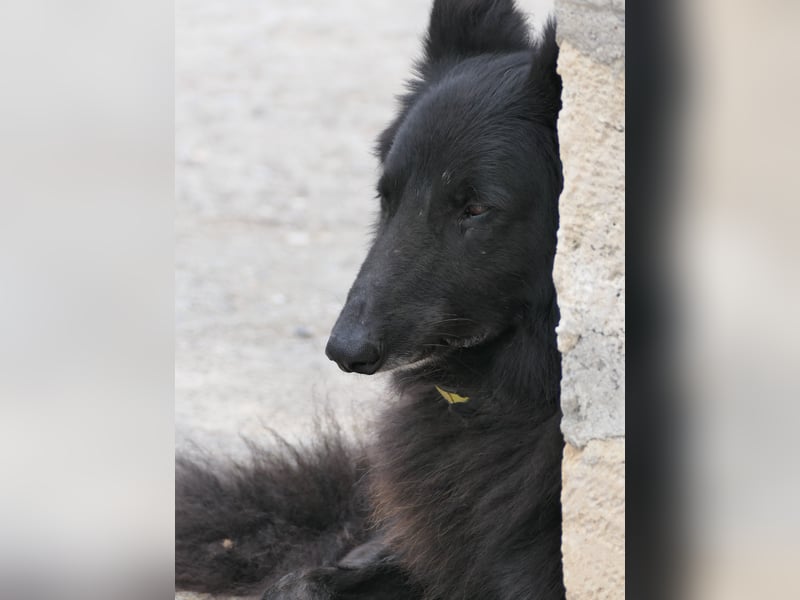 BERND sucht ein Zuhause