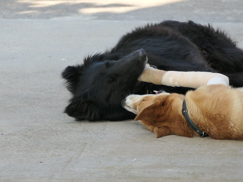 BERND sucht ein Zuhause