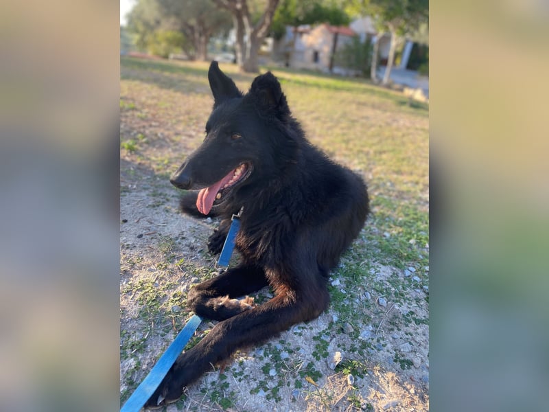 BERND sucht ein Zuhause