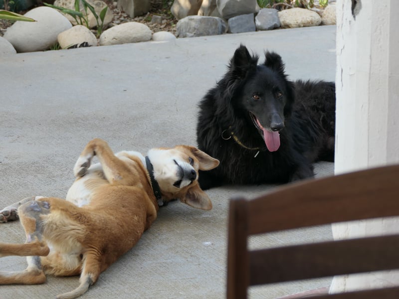 BERND sucht ein Zuhause