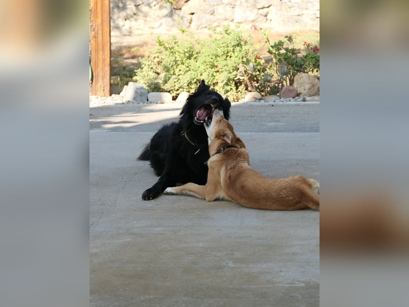 BERND sucht ein Zuhause