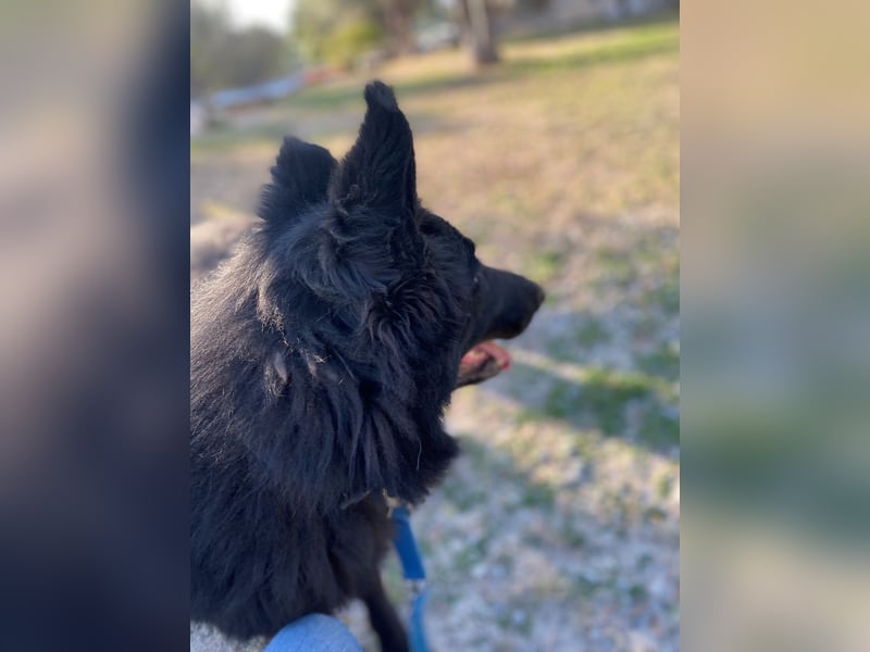 BERND sucht ein Zuhause