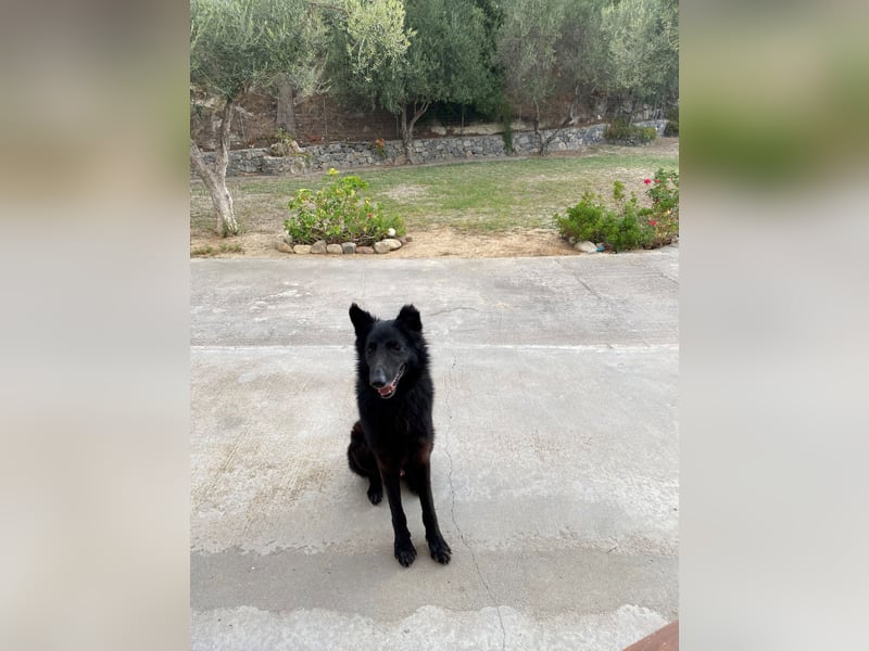 BERND sucht ein Zuhause