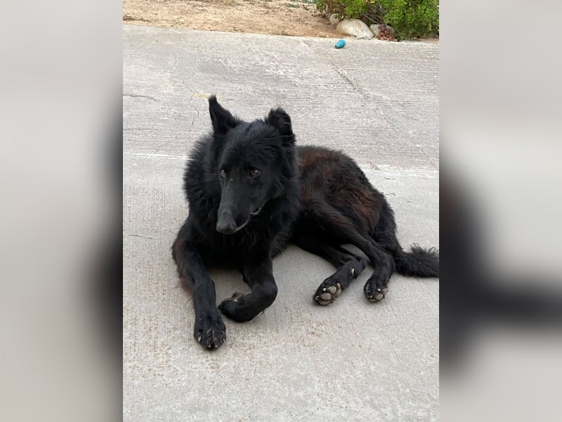 BERND sucht ein Zuhause