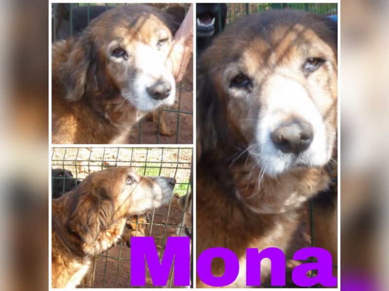 Oma Mona sucht ihre Familie