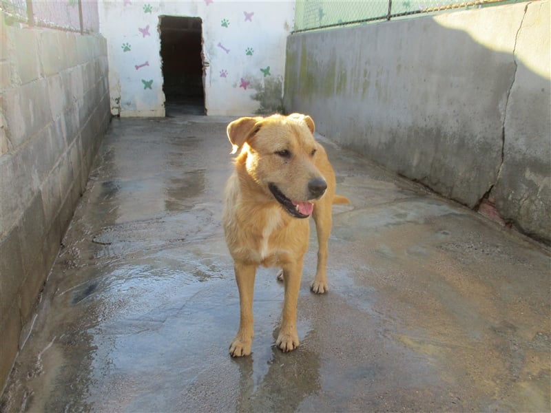 ANTHONY- toller Begleiter