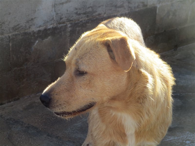 ANTHONY- toller Begleiter