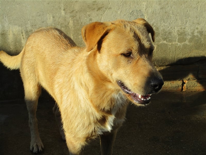 ANTHONY- toller Begleiter