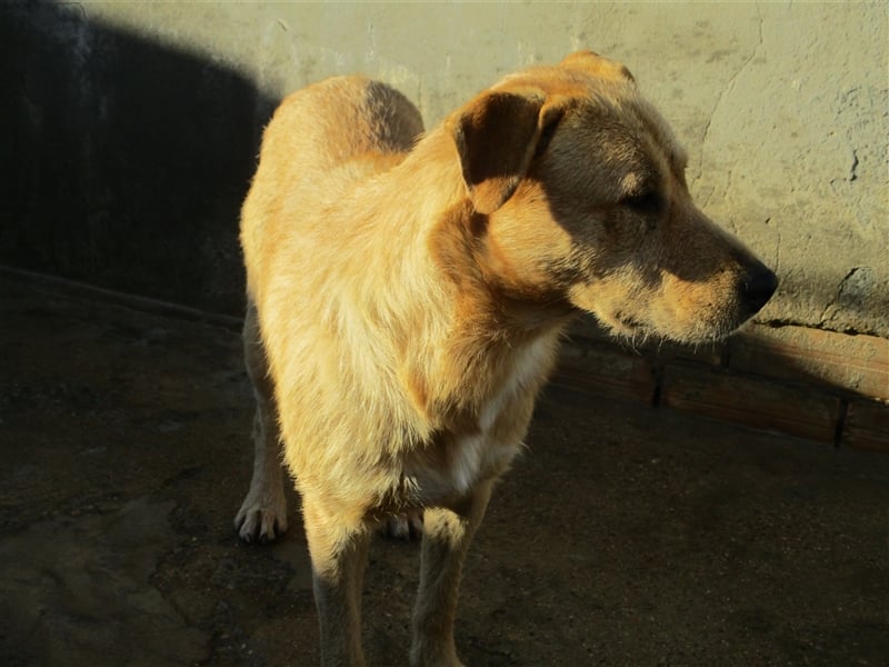 ANTHONY- toller Begleiter