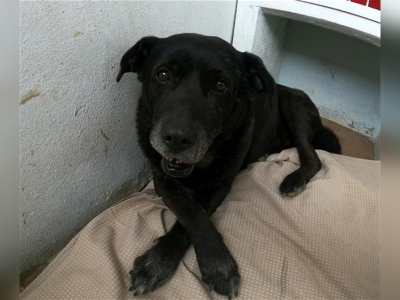 GUS- traumhafter Hundeopa