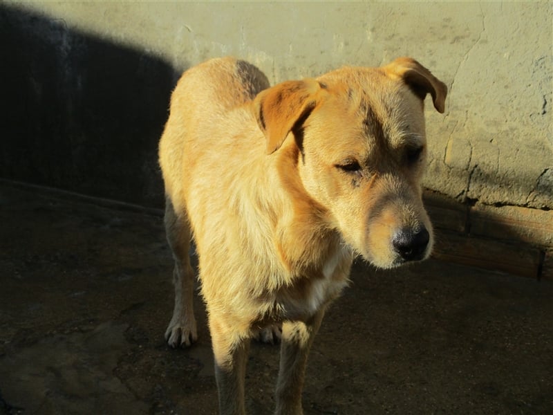 ANTHONY- toller Begleiter