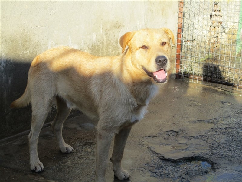 ANTHONY- toller Begleiter