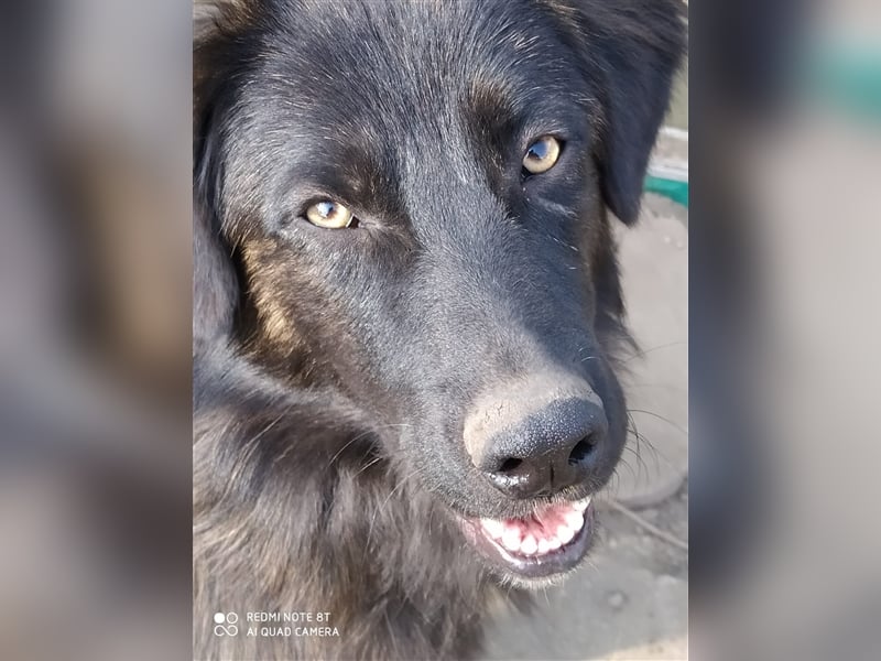 BOBBY- bildschöner Kerl