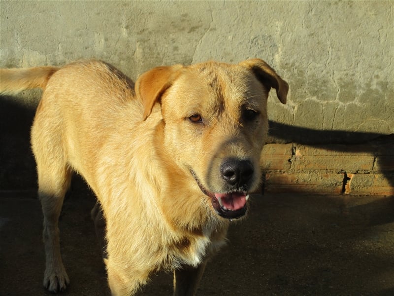 ANTHONY- toller Begleiter