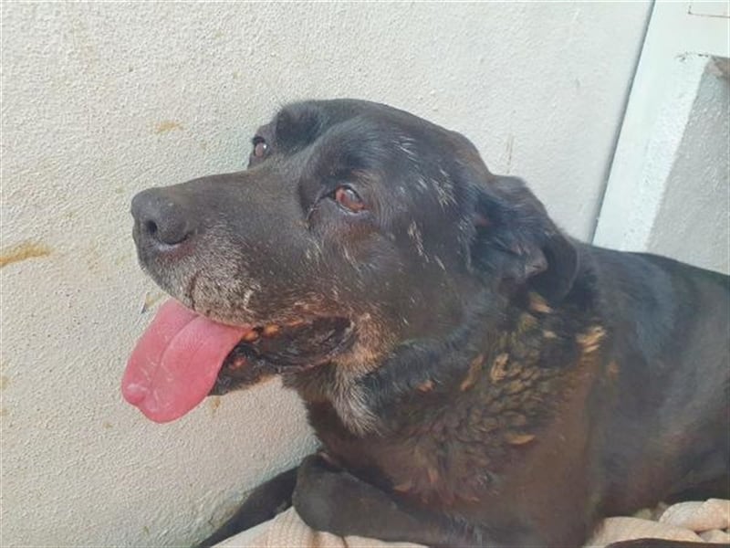 GUS- traumhafter Hundeopa