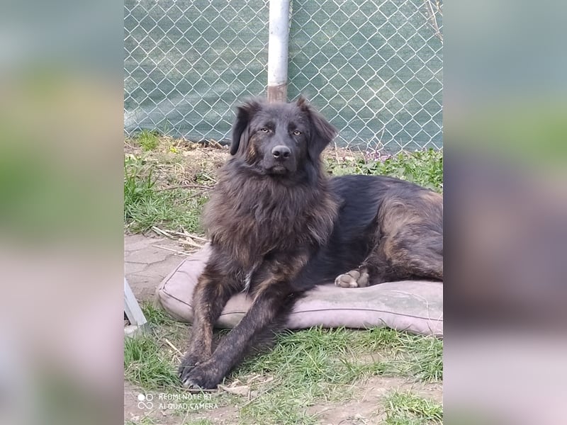 BOBBY- bildschöner Kerl