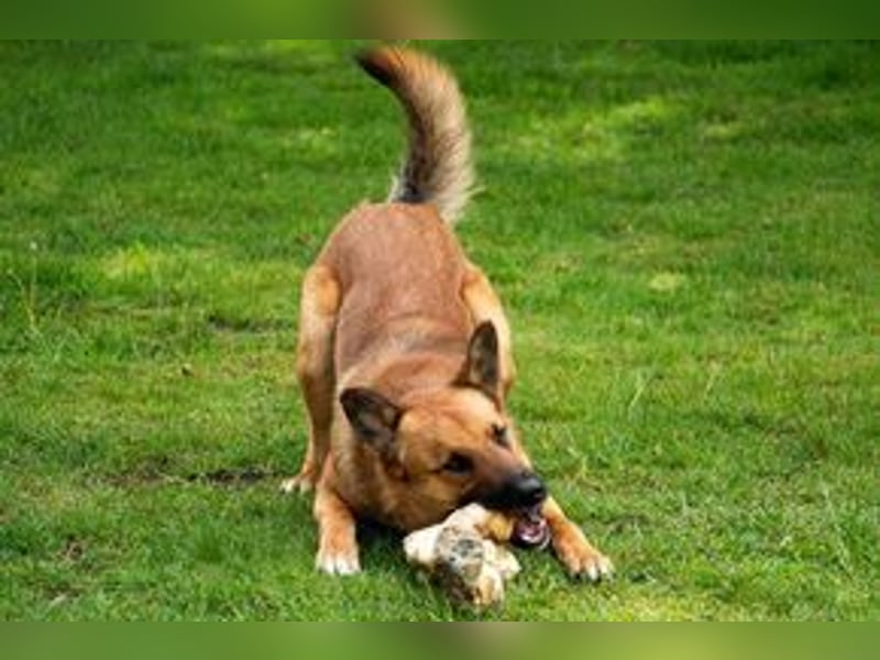 Sammy, ein gut erzogener und aktiver Hund mit viel Nähebedürfnis
