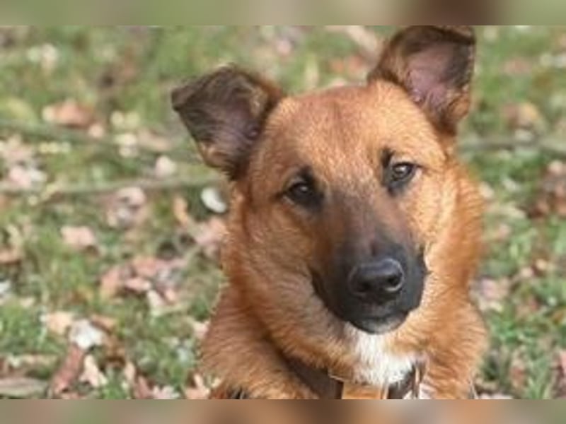 Sammy, ein gut erzogener und aktiver Hund mit viel Nähebedürfnis