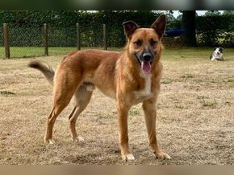 Sammy, ein gut erzogener und aktiver Hund mit viel Nähebedürfnis