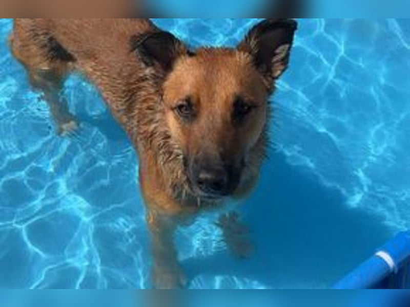 Sammy, ein gut erzogener und aktiver Hund mit viel Nähebedürfnis