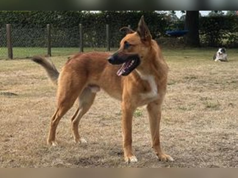 Sammy, ein gut erzogener und aktiver Hund mit viel Nähebedürfnis
