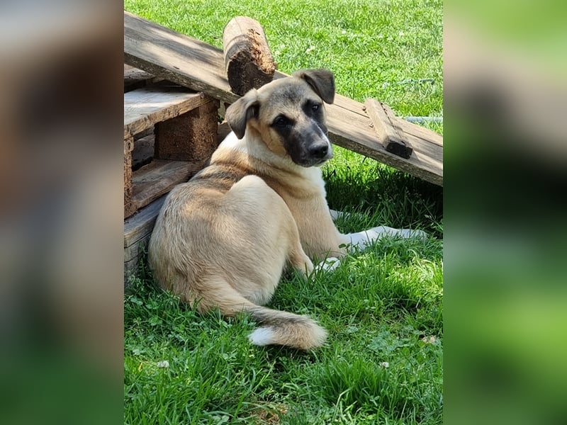Lola - Tierschutz-Mix! Wer hat ein ganz großes Herz?