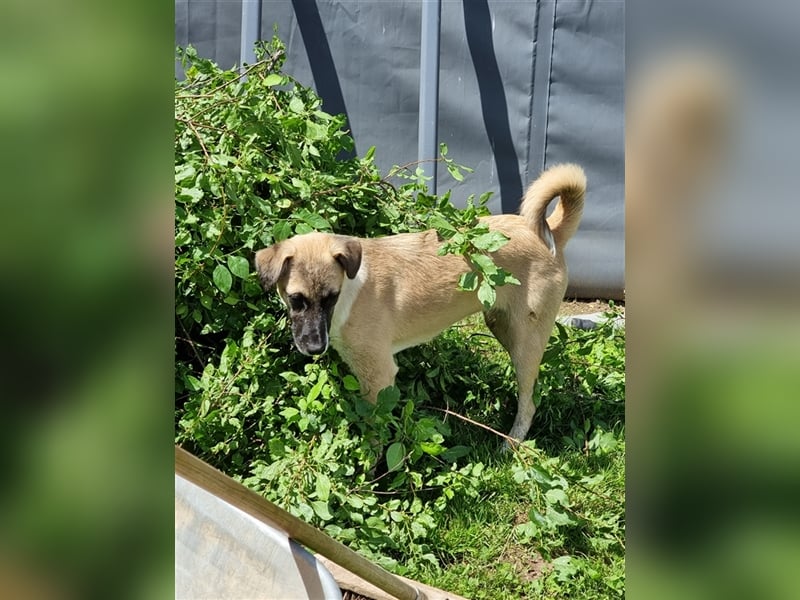 Lola - Tierschutz-Mix! Wer hat ein ganz großes Herz?