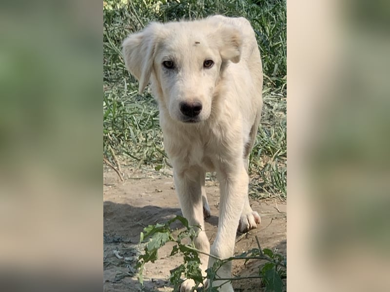 Hoss, geb. ca. 04/2022, lebt in GRIECHENLAND, im städt. Tierheim Serres